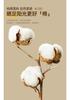 Sunshine Raw Cotton Soybean Fiber All-Season Thick Quilt