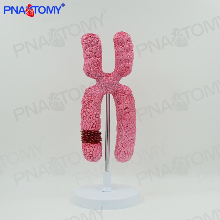 X Chromosome Meiosis Model for Middle School Biology Teaching 15x15x37 cm