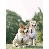 Elegant Pet Dog Suit Coat Puppy Wedding Suit Fake Two Pieces Cute Puppy Suit with Tie Dog Costume for Small Medium Large Dogs