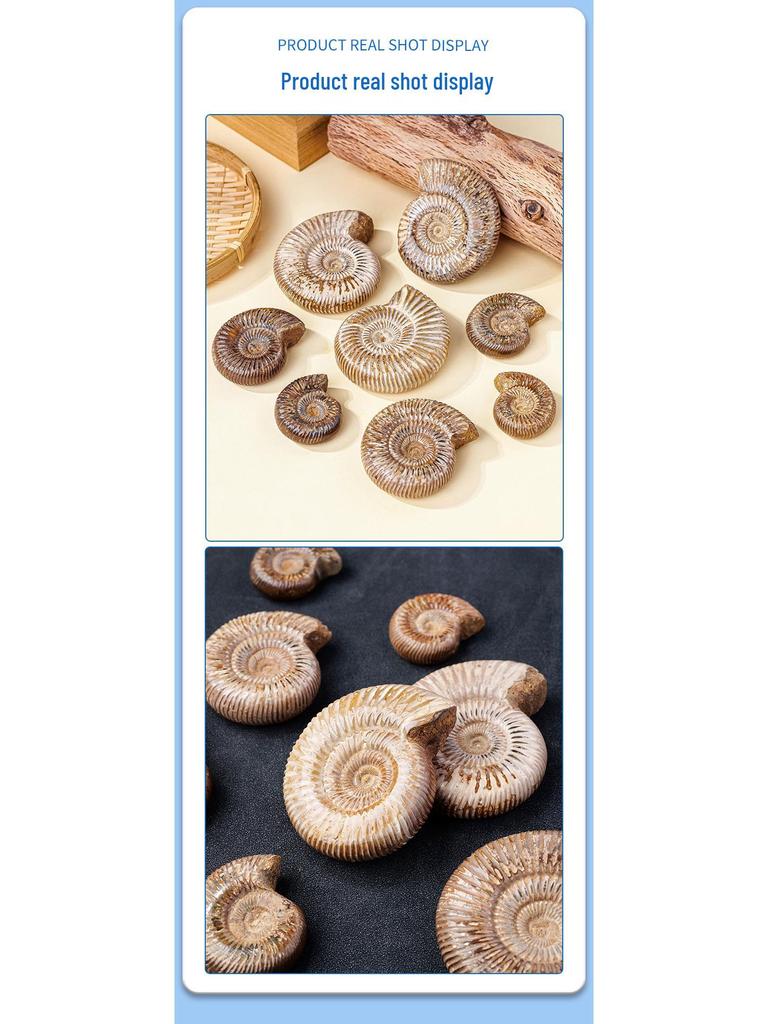 Natürliche weiße Ammoniten-Fossil-Muschel Pädagogisches Geschenk für Kinder
