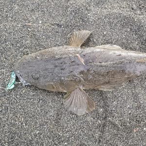 OHF Metal Jig Set, Shrimp-Shaped Spin Tail Jigs, 10-Piece Set (19)