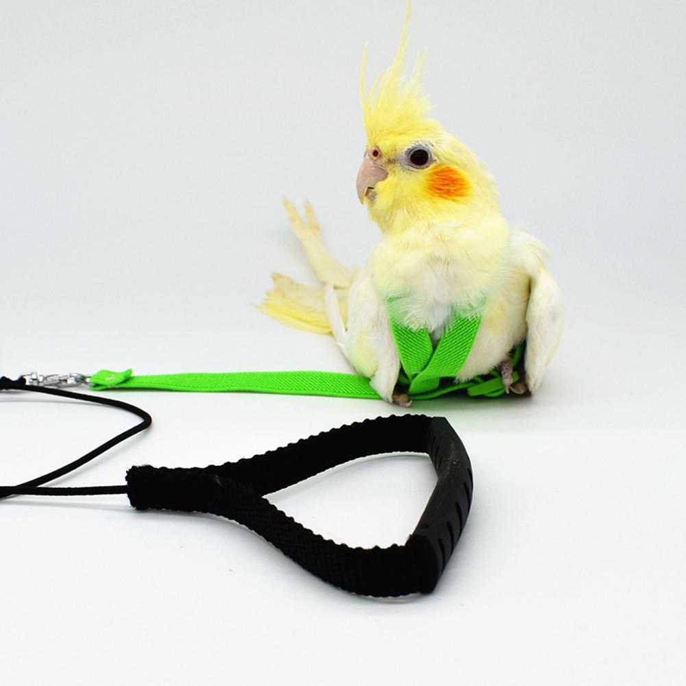 parrot harness and leash