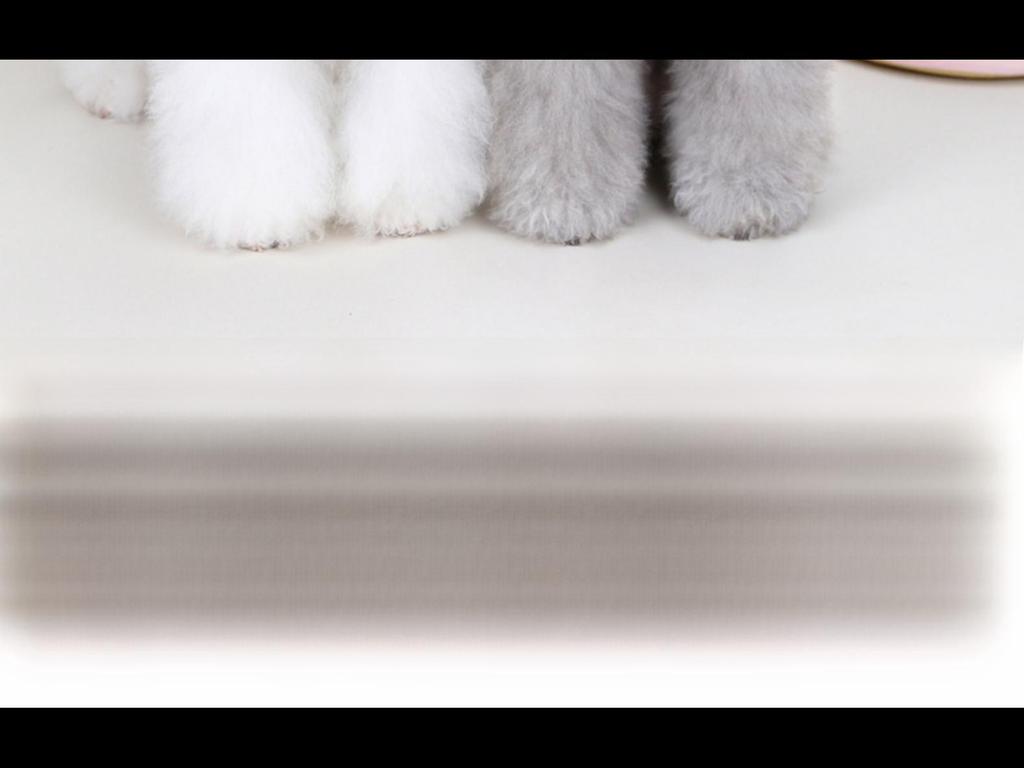 Autumn/Winter Pet Vest: New Cotton Coat with Fur Collar for Cats & Dogs - Available In Three Colors.