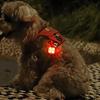 Pet Luminous Pendant, Dog Led Walking Pet Cat Glowing Pendant Safety Luminous Collar Dog Usb Rechargeable 3 Modes Flashlight