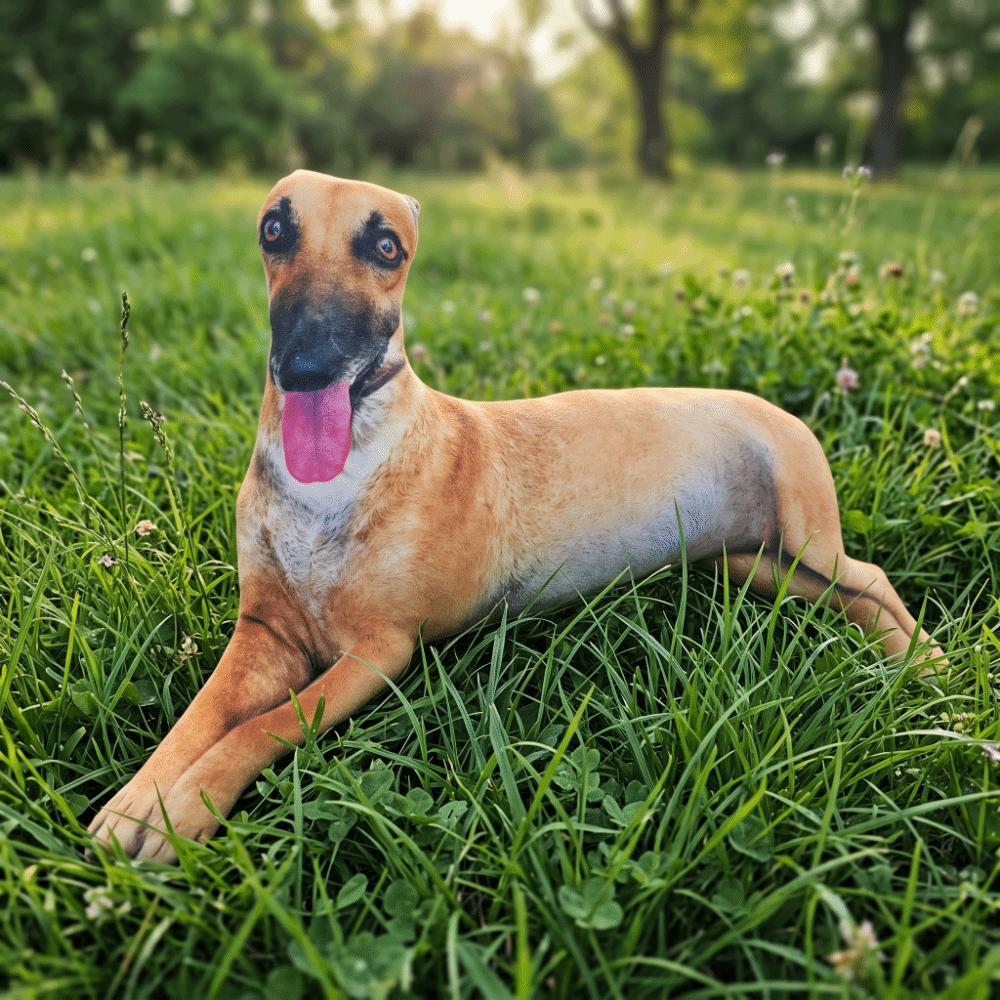 Lifelike Plush Pillow 3D Printed Greyhound Stuffed Animal Simulated Greyhound Pillow Gift Present