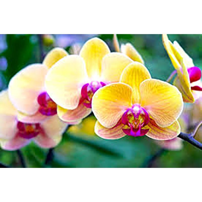 Full Diamond Painting 5d Round Orchid Picture Diamond Mosaic Resin Flower Embroidery Crafts Cross Stitch Kits Home Decor