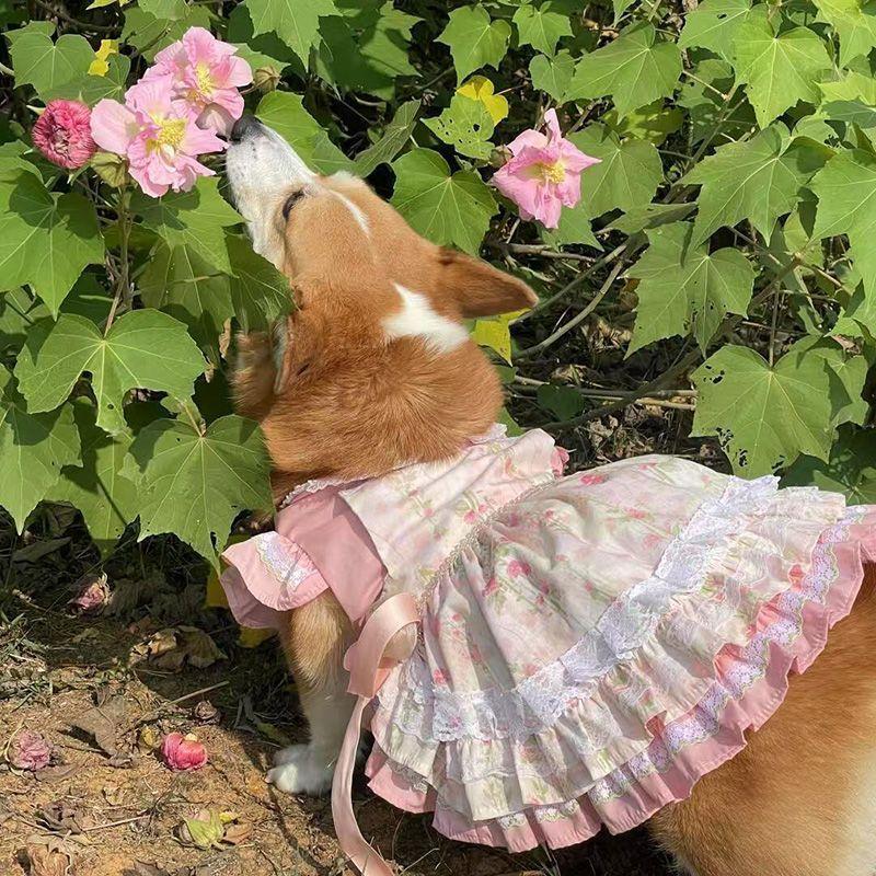 

Одежда для питомцев весна и лето ультралегкая одежда для корги, одежда для питомцев, милая юбка в стиле принцессы с бантом XXL chest 70 back 50 about 26-17.5 kg