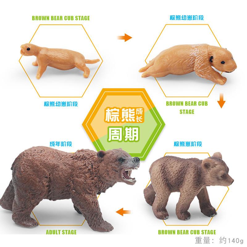 

Realistic Pvc Brown Bear Growth Cycle Model Ideal For Kids Educational Display With Detailed Features Brown Bear Set 140g