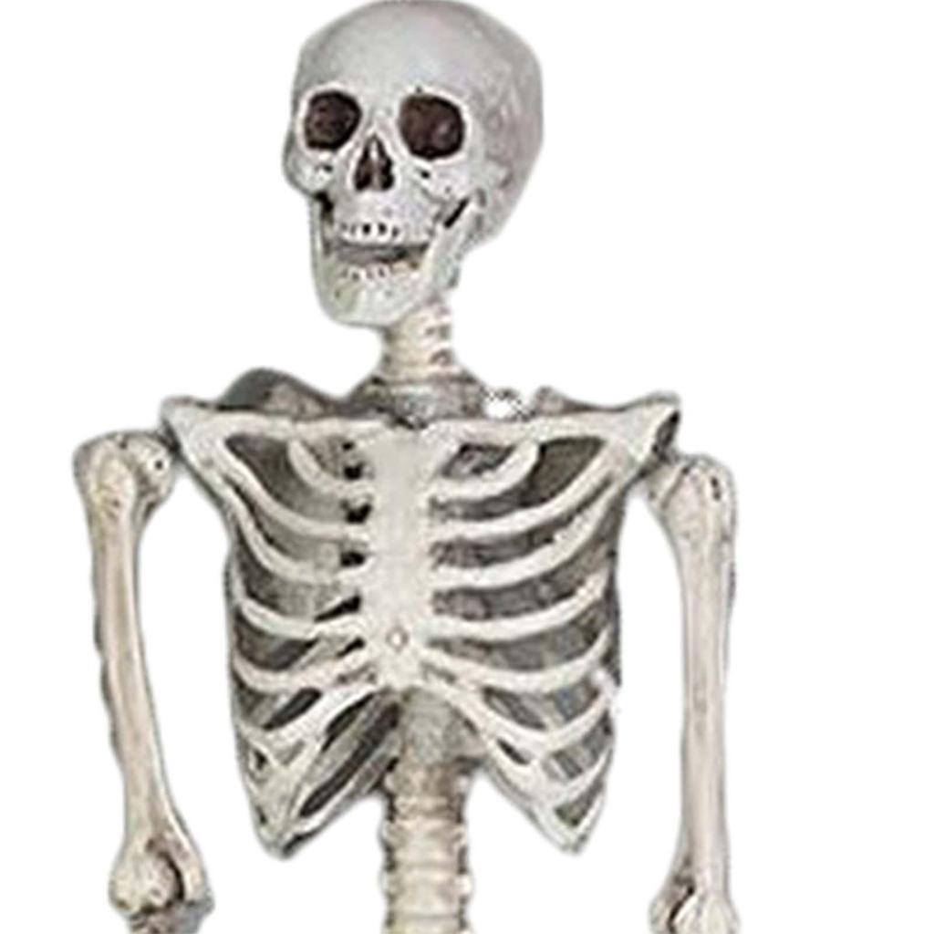 Halloween Skelett Ornament 65 Zoll Ganzkörper Bewegliche Gelenke Skelette Lebensechtes Modell für