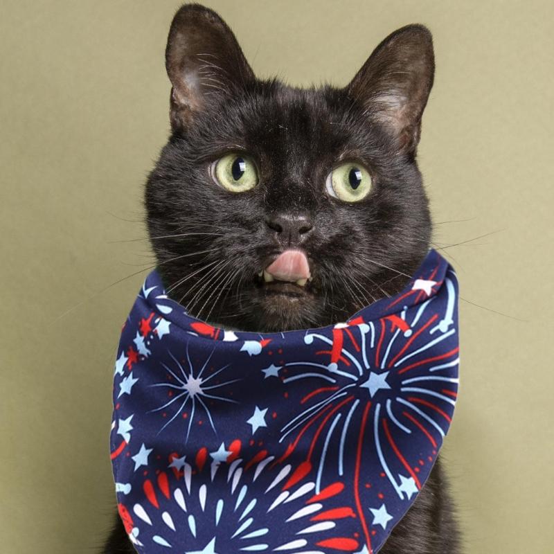 Dog Cats Neckerchief Collar Scarf Saliva Towel Pet Julycostume Accessories Dog Bandanas Soft Triangular Bibs