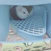 Hamster Winter Bed Warm Cave Cozy Hideout Bottomless House Cute Print for Small Animals Ferrets Playing Sleeping