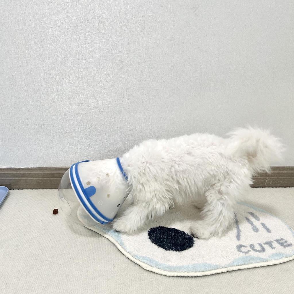 Anti-Leck- und Beiß-Elizabeth-Kragen für kleine Hunde - Vertiefte Kopfbedeckung Maulkorb zum Spazierengehen