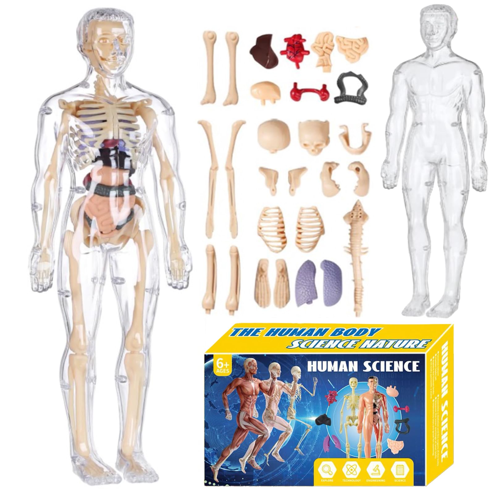 MONOSTORE Human Body Model Puzzle 3D Anatomical Model Educational Toy Skeleton Model with Removable Organs Science Learning Kit Medical Education