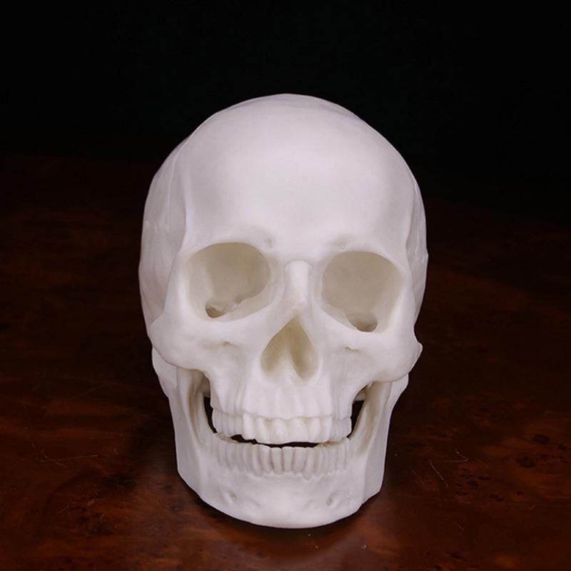 

1 шт Изысканный портативный медицинский Хэллоуин Реалистичный 1:1 Статуя Декор Универсальный Человеческий Череп Белая Смола Модель