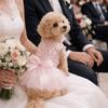 Elegant Bowknot Puppy Dresses Sequin Pet Wedding Dresses Fashion Pet Cat Costume  Small Medium Cats