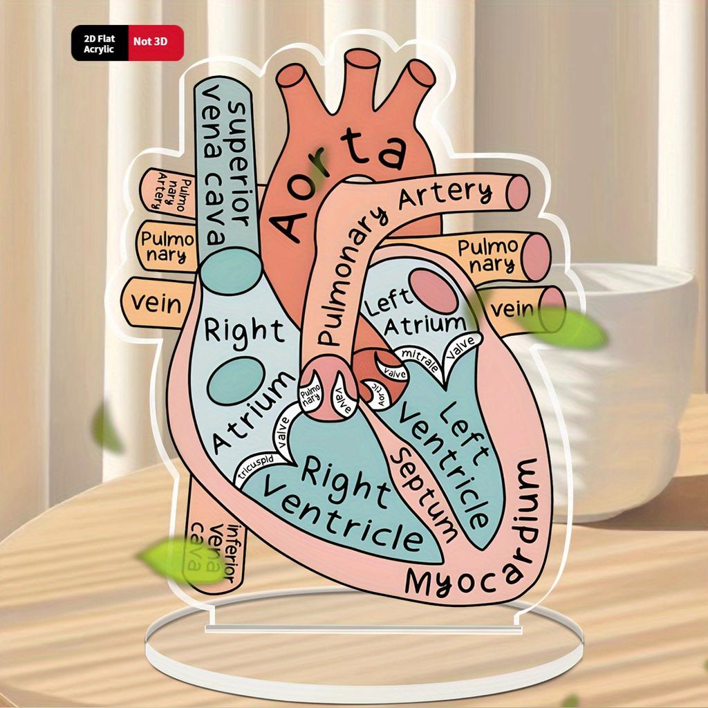 Model Akrylowy Anatomii Serca 2D - Edukacyjne i Dekoracyjne Narzędzie Dydaktyczne do Domu, Biura, Klasy, Kliniki, Gabinetu Lekarskiego