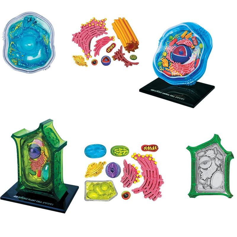 Educational Microscopic Structure Animal And Plant Cell Model 26 Parts Pvc Material School Teaching Display
