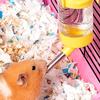 250ml Hamster Drinker Plastic Water Bottle Dispenser Feeder Hanging Pet Guinea Squirrel Rabbit Dog Drinking Head Pipe Fountain