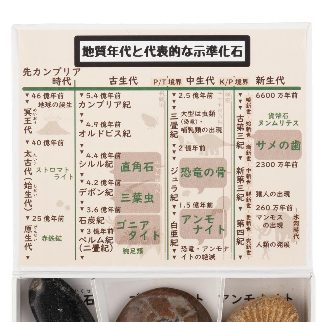 Oherikosha Mini Espécime Série 6 Fósseis Índice