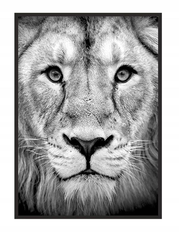 Picture Poster In a Frame 43x33 Cm Lion P1232