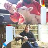 Lamb Nursing Bottle Large Capacity with Nipple and Convenient Bottle Livestock Tool Easy Feeding Tool