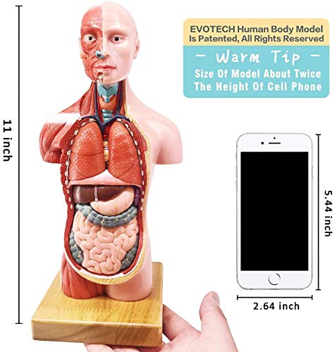Evotech Scientific 28cm Human Anatomy Model, 15 Removable Parts, Suitable for Children's Use, Human Torso Anatomy Model Includes Parts Such As Heart,