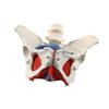 Female Pelvic Model Hip Flexible Medical Skeleton Teaching Aid for Midwife in