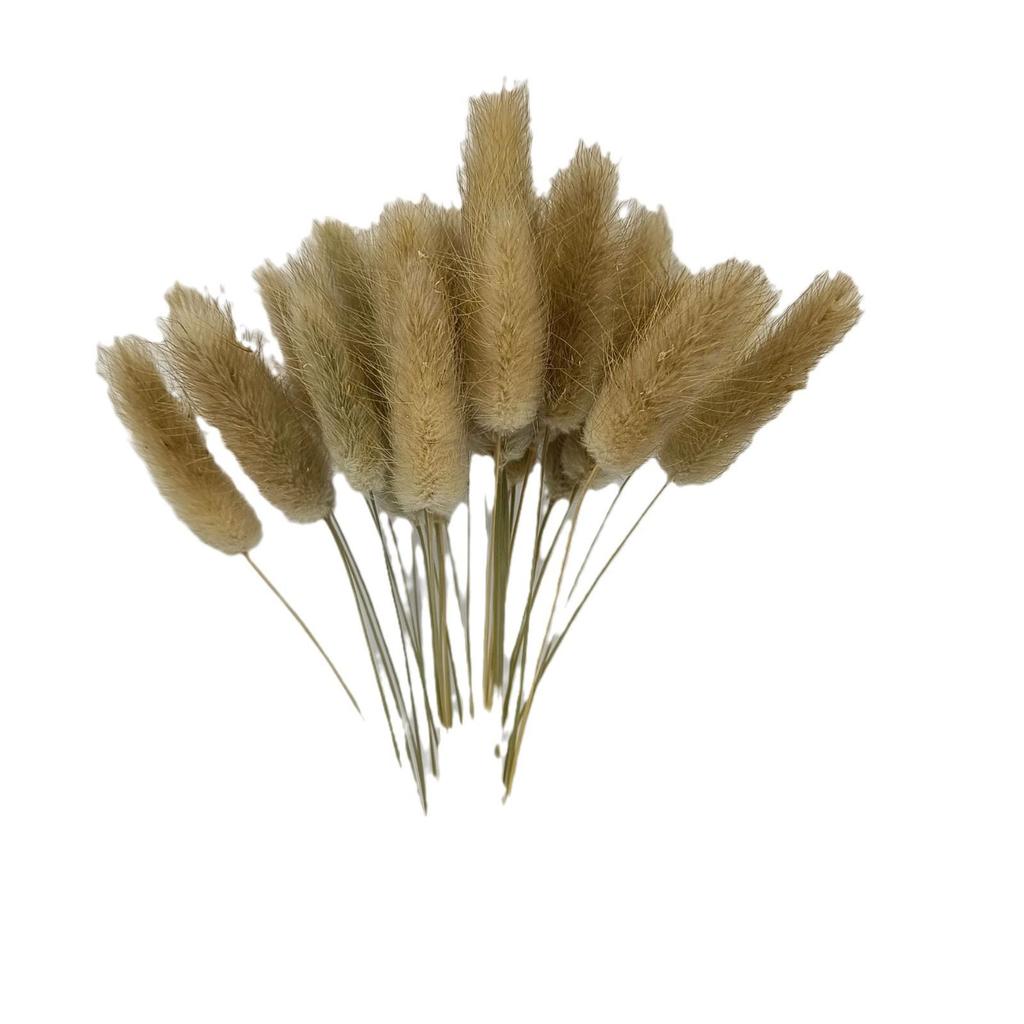Whisk Rabbit Tail Grass Dried Flower Bouquet - Natural Pampas Grass & Small Reed