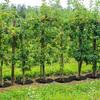 Tree Protection Weeds Mats Gardening Mulch Ring Reusable Non-Woven Fabric Plant Pot Soil Covers Degradable Weeds Barrier Mat