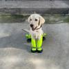 Dog Paw Socks Suspender Booties Anti-Slip Protector Waterproof Boot Leggings Protectors Adjustable Shoes for Winter Snow Rain Hiking Pet Foot