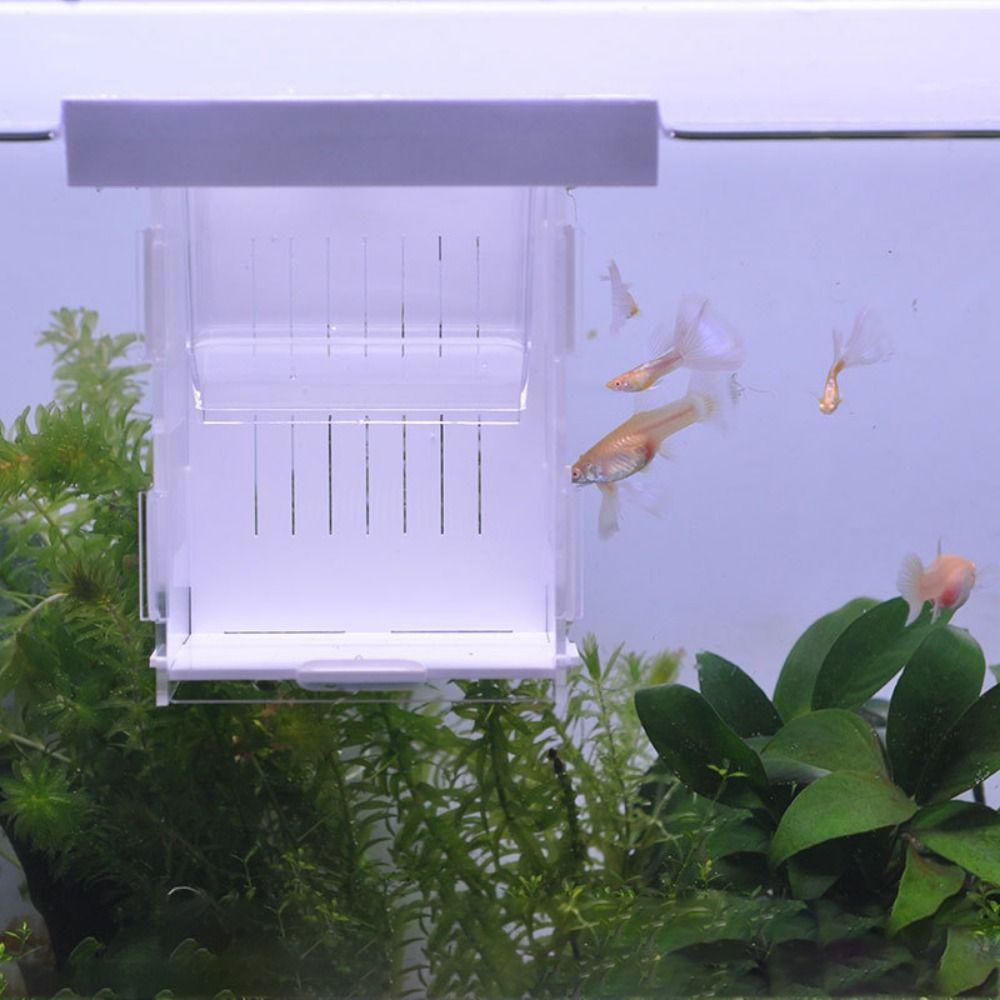 Acrylic Fish Isolation Box Detachable Fish Breeding Tank Floating Hatching Box  for Aquarium