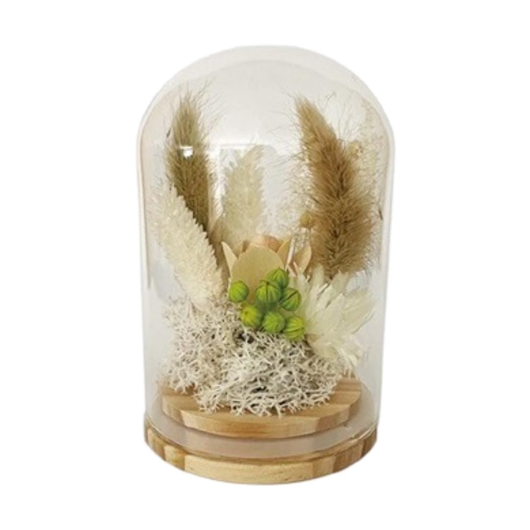 

Q-FLA Dried Flower Dome Arrangement, White, Perfect for Gifts and Celebrations, 813566