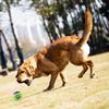 Jouet GiGwi Balle G couinante pour chien