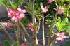 SAFLAX Desert Rose - 8 Seeds - Adenium Obesum