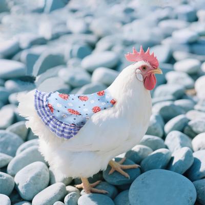 Henne Sattel Hühnerschürze Rückenschutz mit elastischen Bändern Geflügelweste Jacke Kleidung für Rückenfederschutz