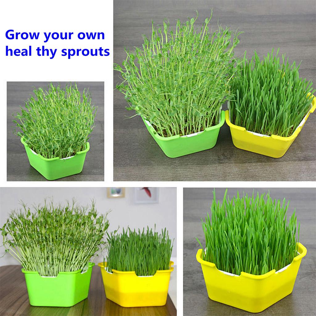 Pentagon Seed Sprout Tray Double-layer Bean Growing Plate Shading Cover Seed Seedling Starter Dish Hydroponics Plant Nursery Pot