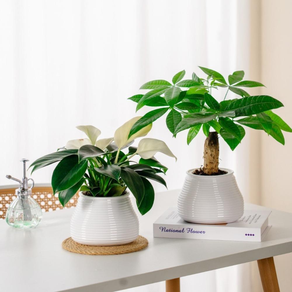 Selbstbewässernde Hydrokulturpflanzen Topf Kunststoff Mini Sukkulenten Pflanzer Tischvase