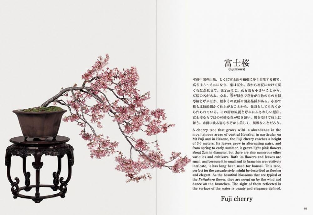 Bonsai Bonsai New Edition