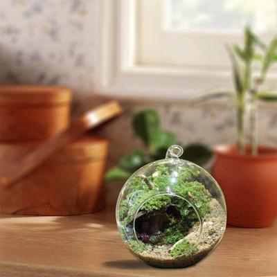 Hängendes Glas-Terrarium Kugel Teelichthalter Sukkulenten Vase Aufhänger für Zuhause Hochzeitsparty Innen- und Außendekoration
