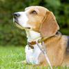 Doppelköpfiges Hund-Ausleinekabel Schwerlast Edelstahl Hundeleine Outdoor-Training