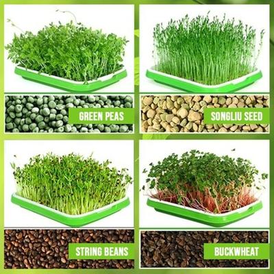 Outdoor Indoor Soilless Cultivation Hydroponic Tray Seed Sprouter Tray Grow Nursery Pots Plant Box Sprout Pot