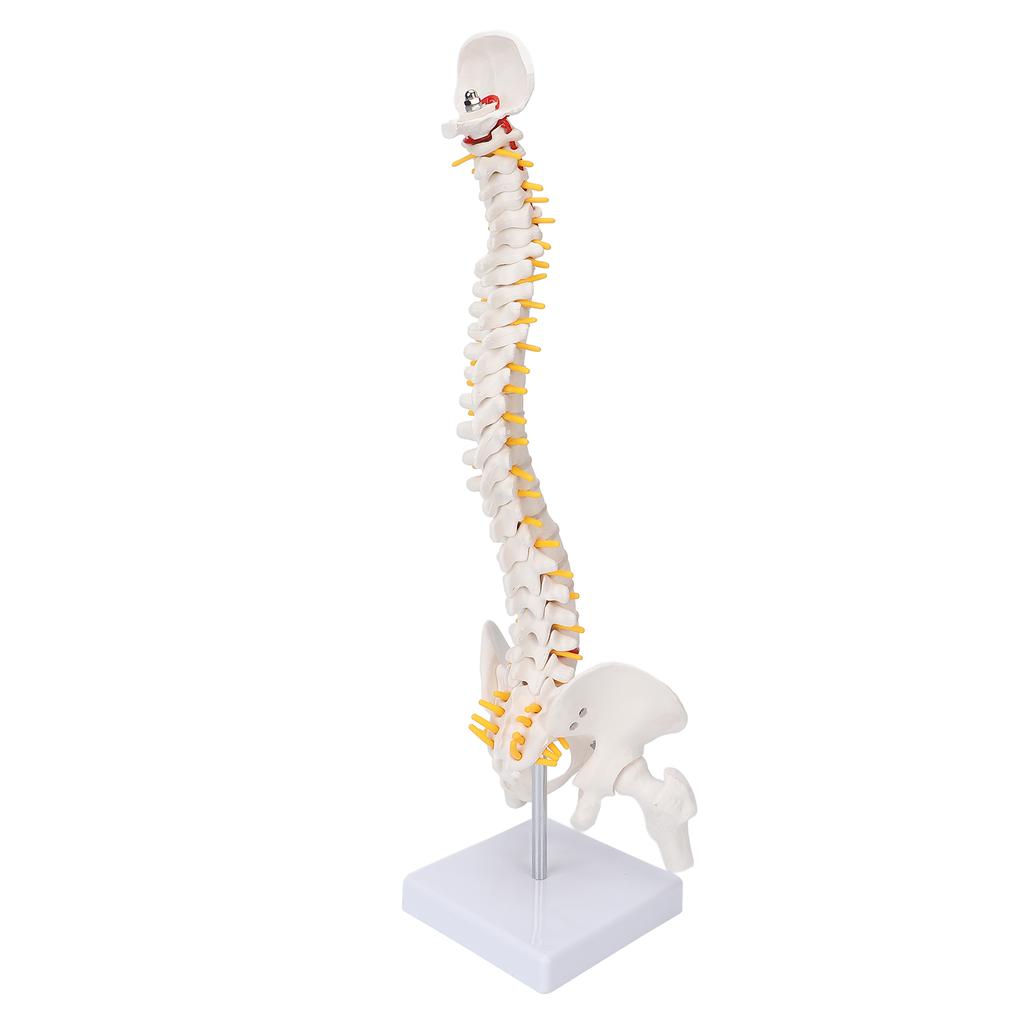 Vertebral Column Model Flexible Spine Caudal Vertebra Anatomical Model with Spinal Nerves for Science Classroom Teaching