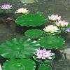 Fake Lily Pads for Ponds Pond Decor Lily Pads Realistic Artificial Lotus Lily Pads for Garden Pond Decor Faux Blooms for Patio