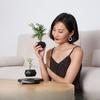 Magnetic Levitation Bonsai: Air-Purifying Ornamental Plant for Home or Office