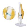 Life Size Human Knee Joint   Model for Skeleton Study Ideal for Hobbyists, Vividly Demonstrates Knee Mechanics with Ligament Model