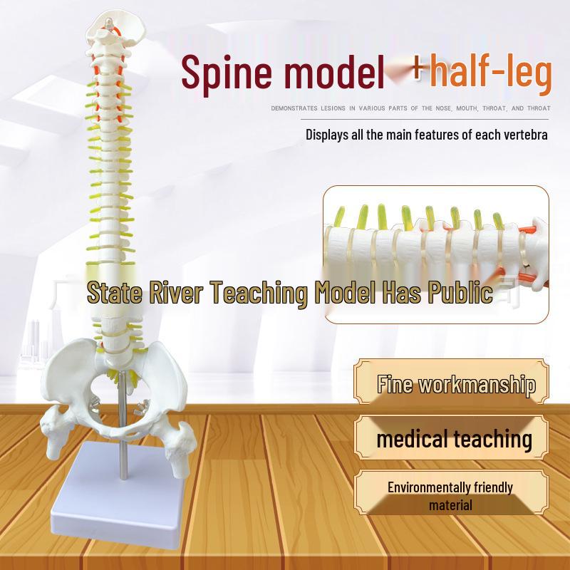 45CM Human Spine Model with Pelvis: Comprehensive Vertebral Column Teaching Aid 45CM Height
