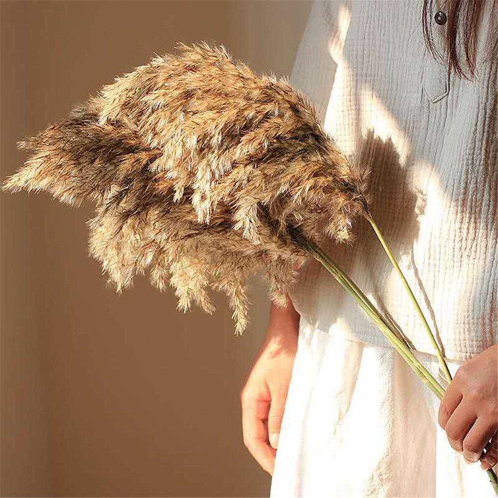 10/20Pcs Natural Real Dried Pampas Grass Bouquet Fluffy Feather Wedding Special Flower Ceremony Decoration Modern Home Decoration