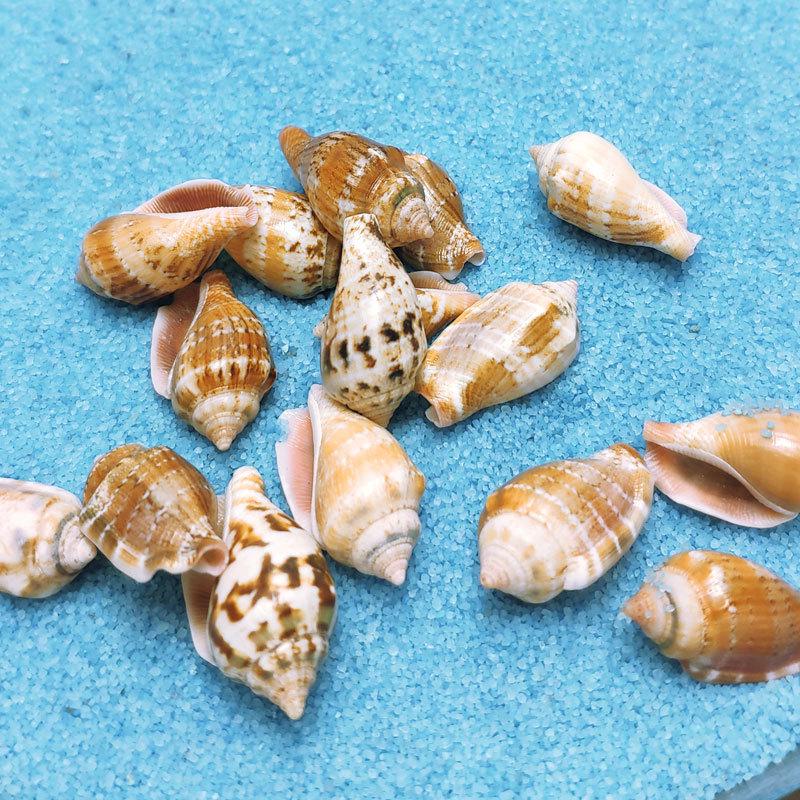 Phoenix Shell Vase: Natural Mini Conch Wishing Bottle for Aquarium Decor