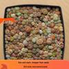 Rare Lithops Succulent Pot: Diverse Colors & Varieties