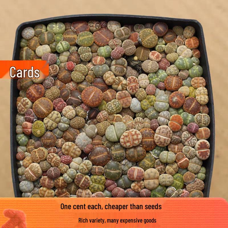 Rare Lithops Succulent Pot: Diverse Colors & Varieties